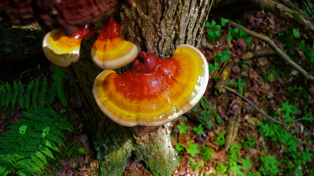 Embracing Tranquility: The Top 15 Benefits of Reishi Mushroom